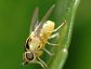 Thaumatomyia species, Fruit Fly